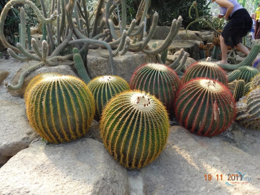 Кактус Тещин стульчик