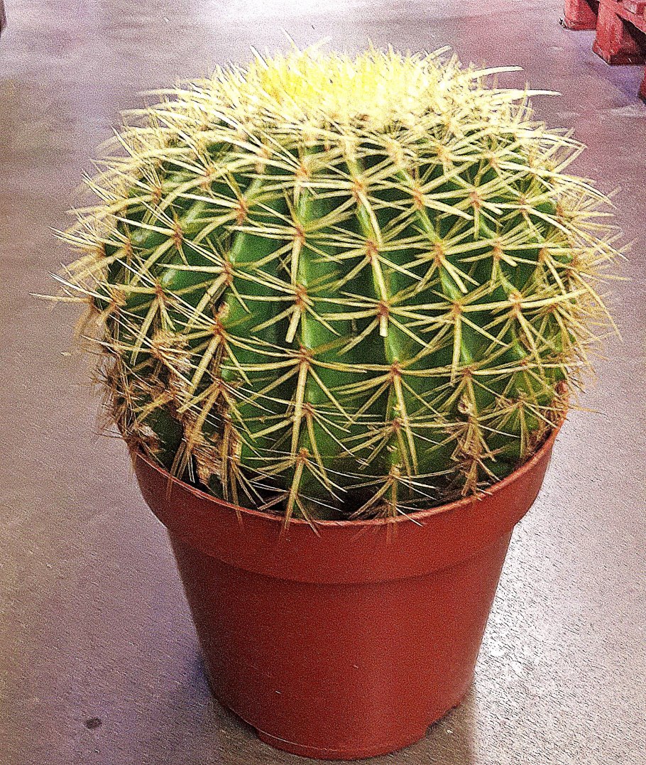 Эхинокактус грузони зеленый