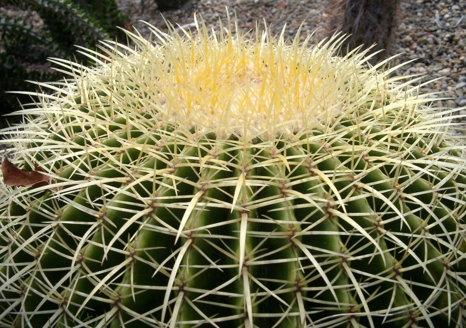 Эхинокактус грузони желтый