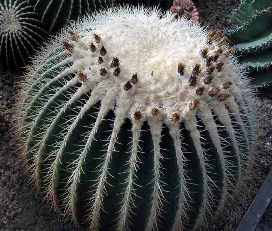 Эхинокактус грузони Альба