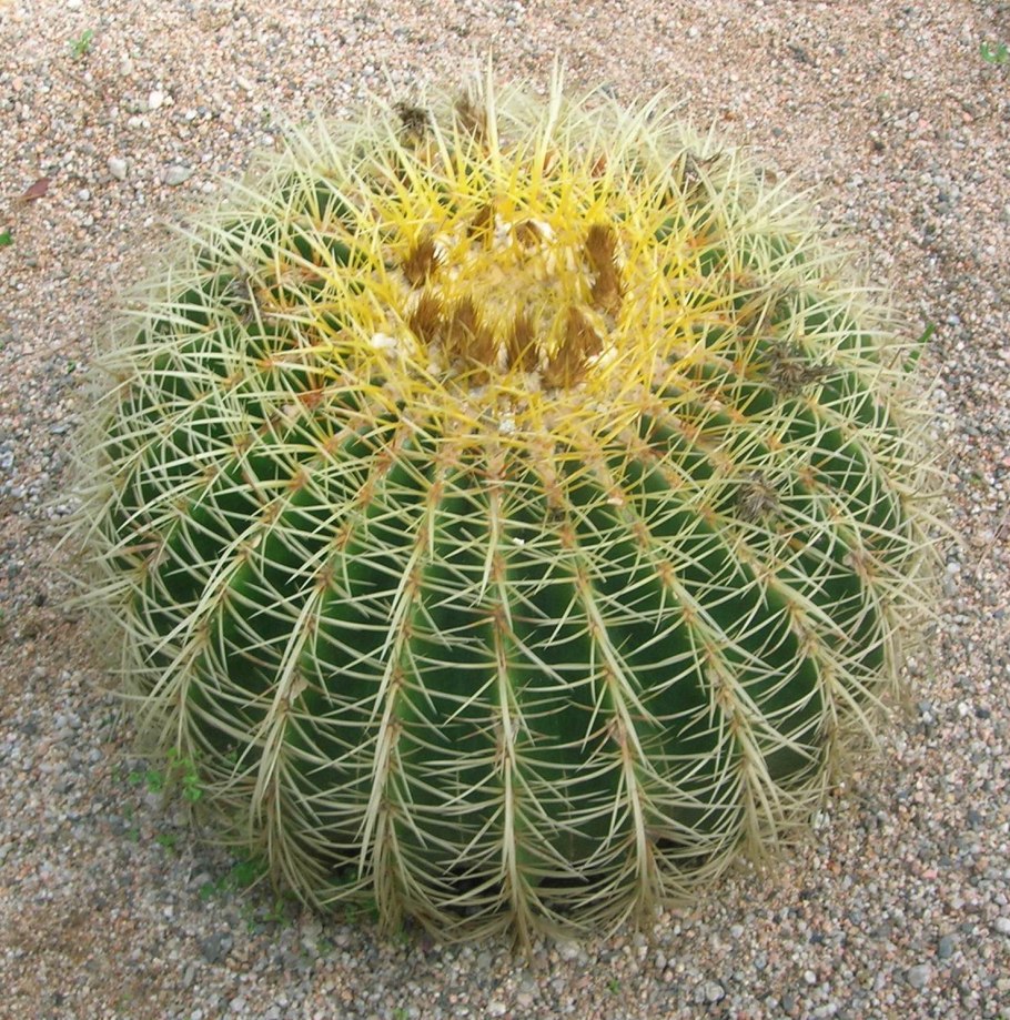 Эхинокактус грузони золотой шар