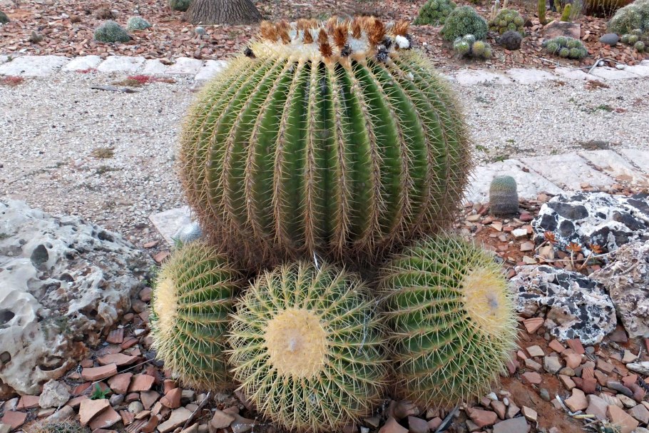 Парк кактусов Тель Авив