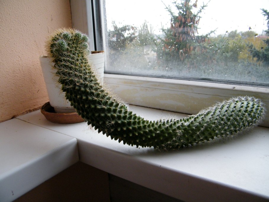 Кактус прикол