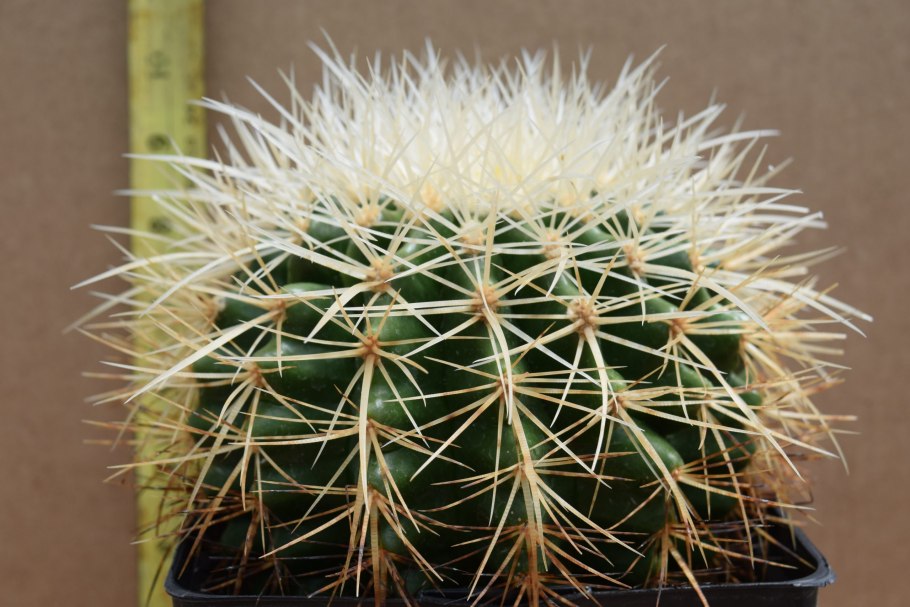 Echinocactus grusonii