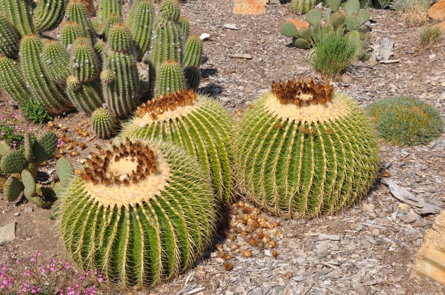 Эхинокактус грузони гигант