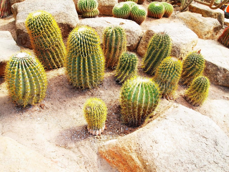 Эхинокактус грузони Техасский