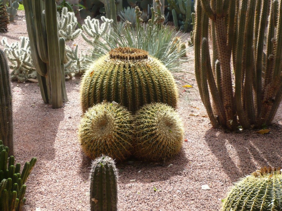 Эхинокактус грузони