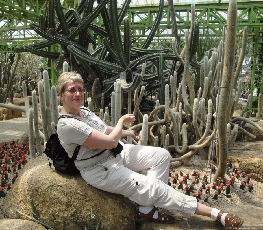 Цветок Тёщин язык фото приметы когда