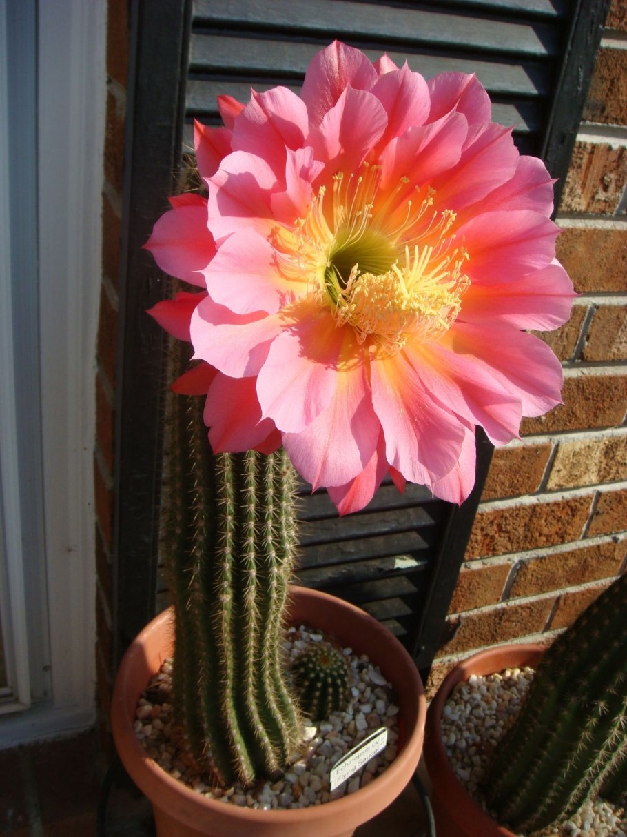 Домики керамические для кактусов