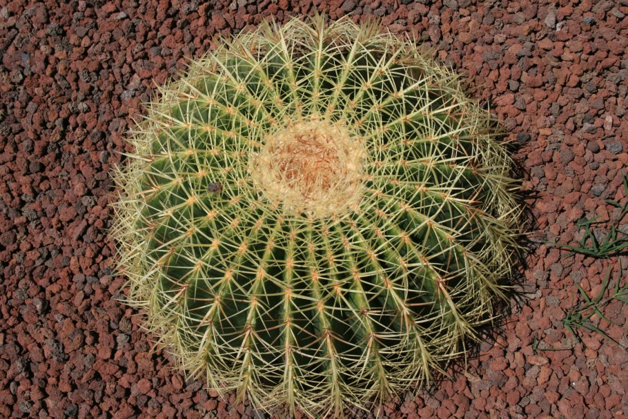 Тещина табуретка Кактус