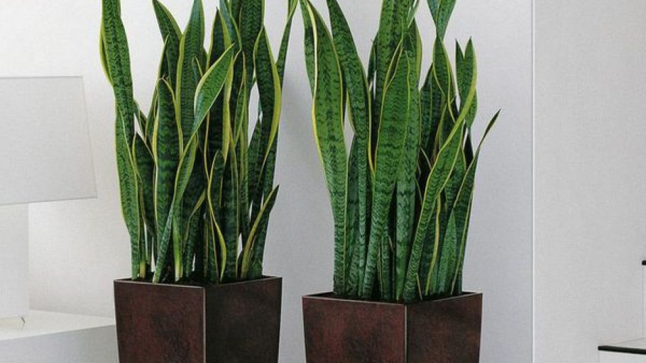 Ассоциации с кактусом