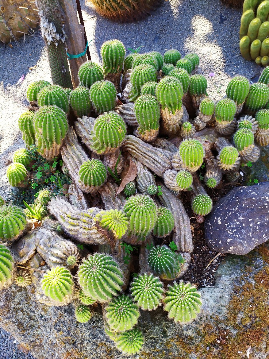 Никитский ботанический сад кактусы