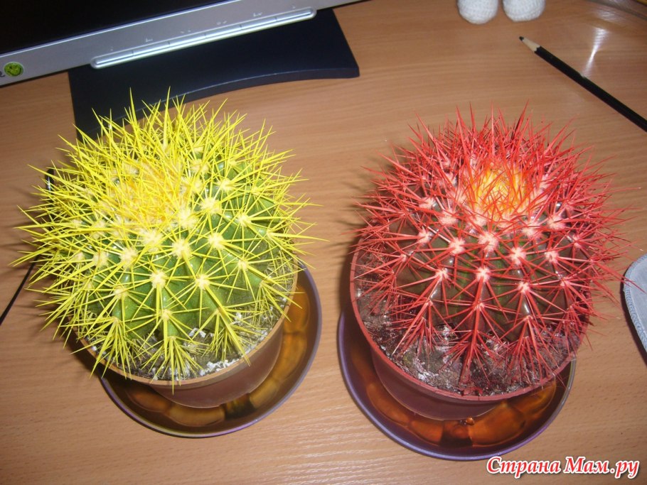 Кактусы скуппиленты