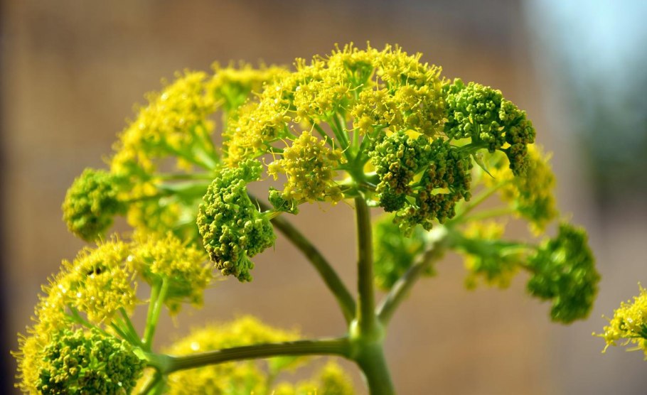 Растение Fennel