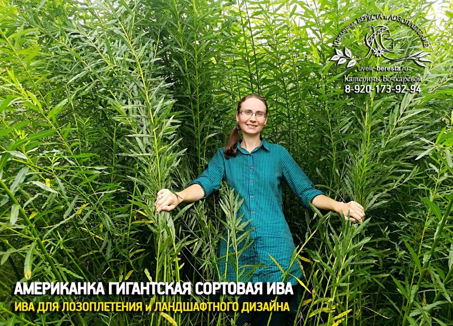 Ива сортовая американка