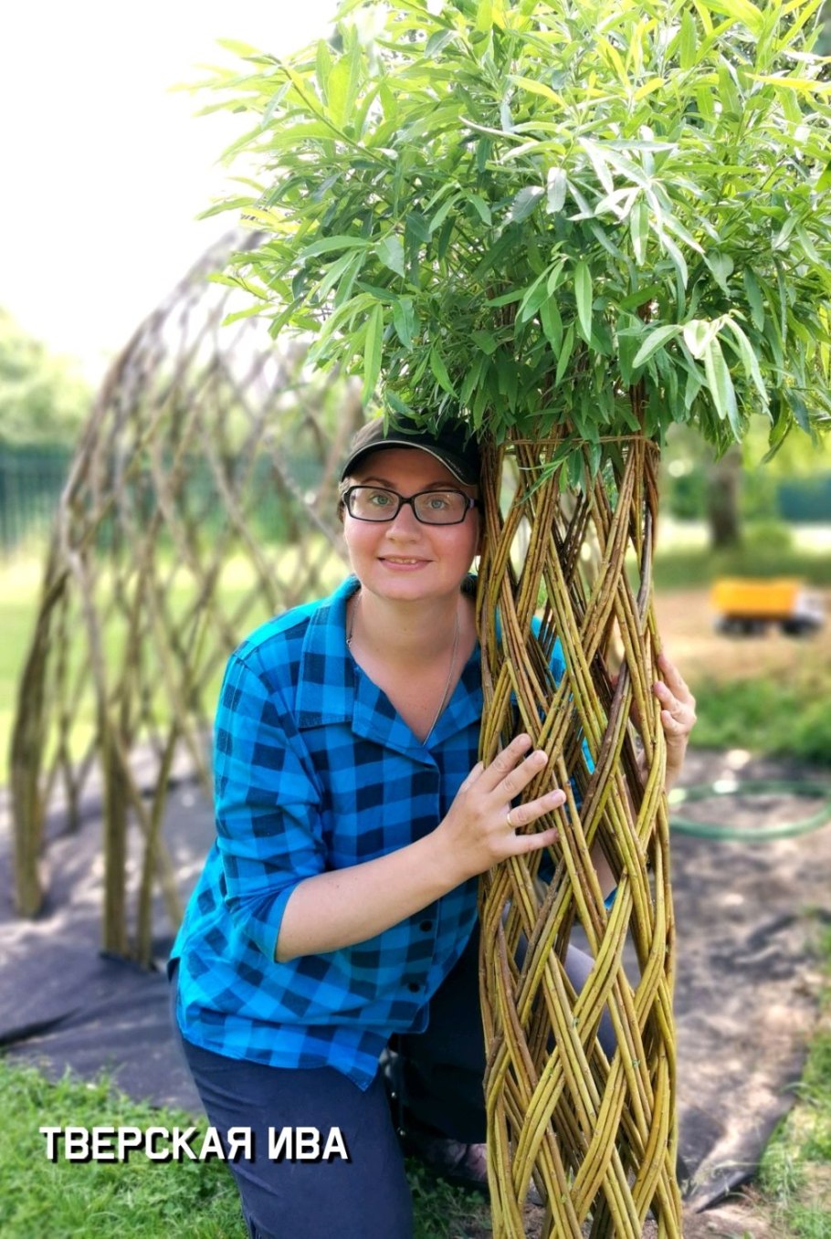 Лоза ивы