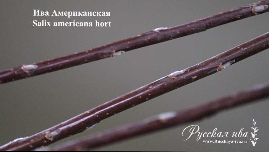 Ива американка корзиночная
