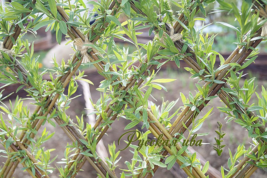 Ива американка польская