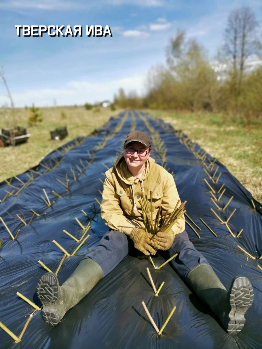 Ива американка гигантская