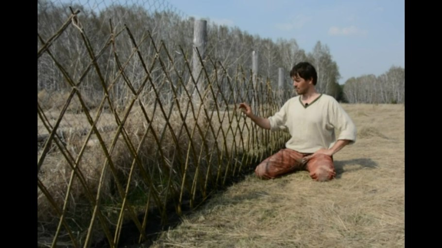 Ива американка гигантская