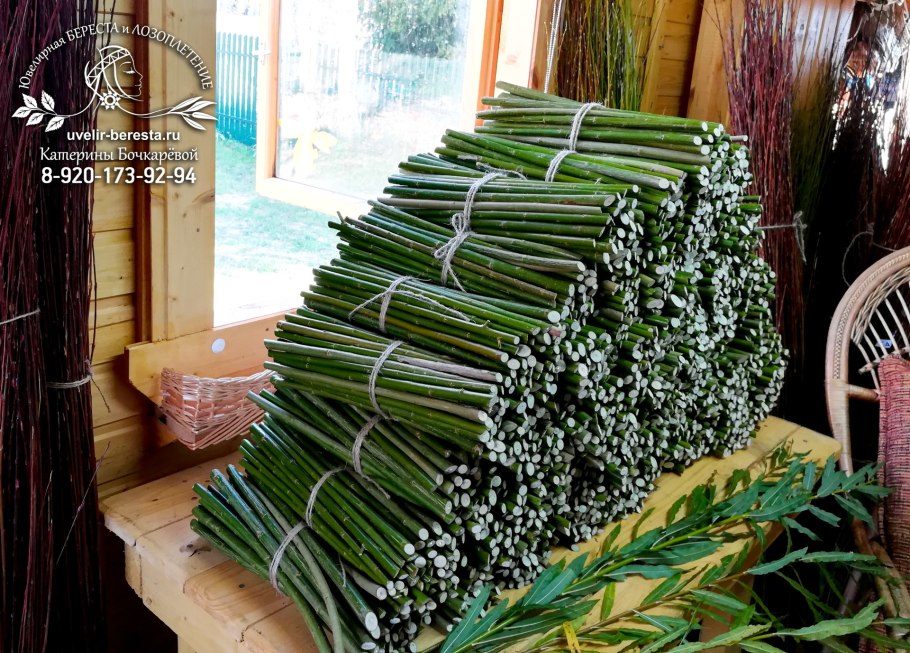 Ива американка гигантская