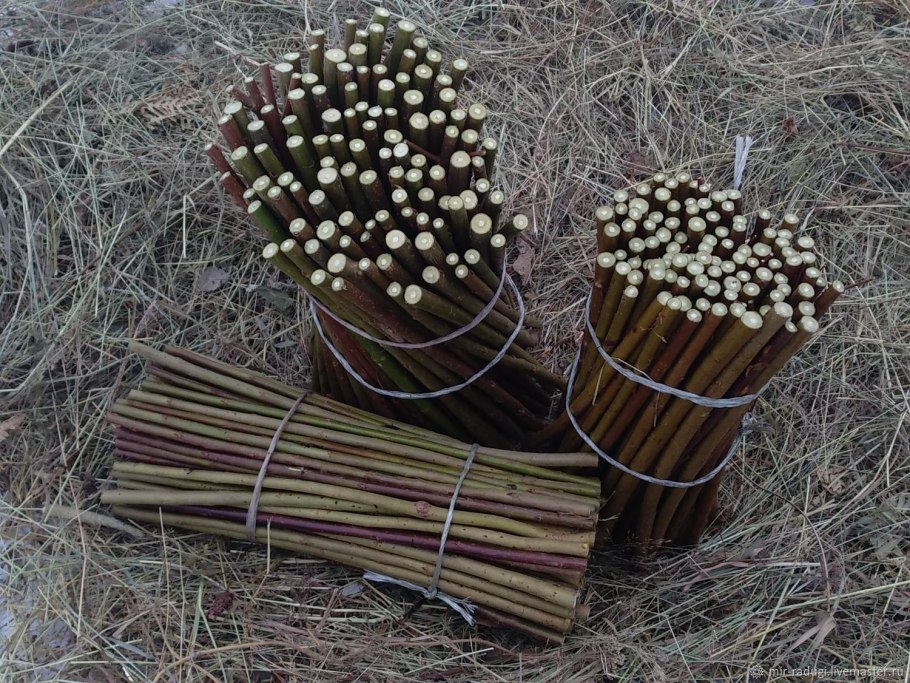 Ива Уральская корзиночка