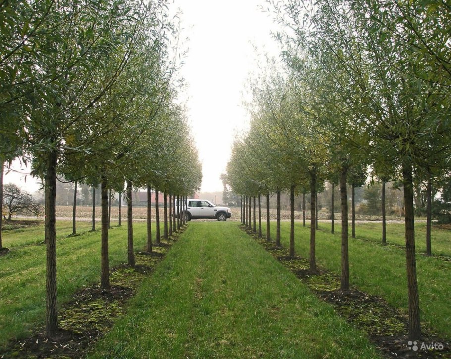 Ива американская гигантская