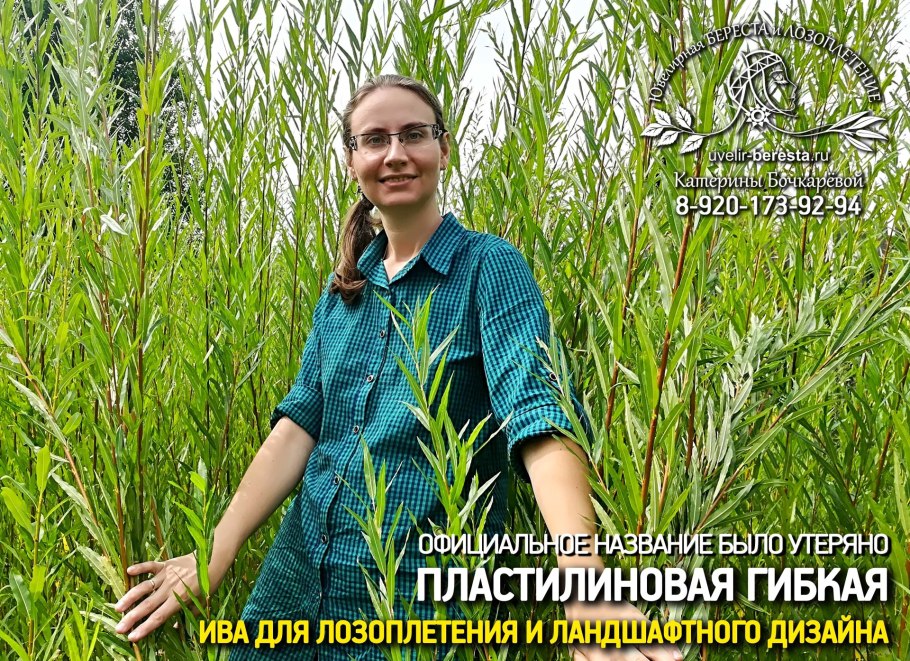 Ива сорт американка