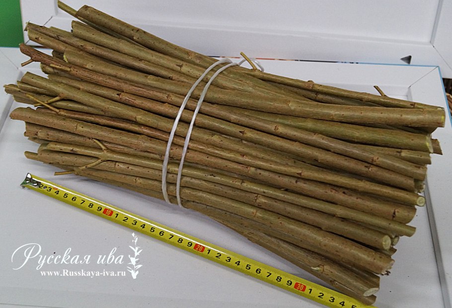 Ива Вавилонская, высота 2,0-3,0 м