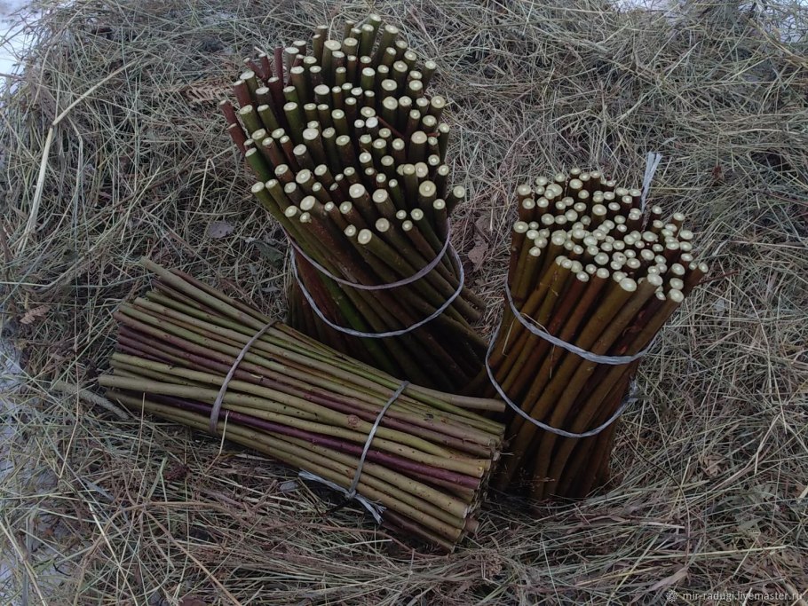 Ива для плетения