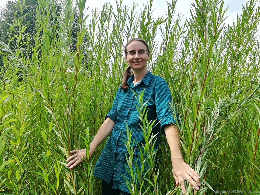 Ива Хакуро нишики болезни листья