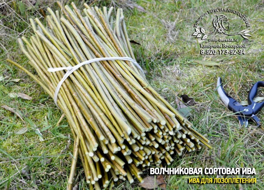 Быстрецовская Ивовая плантация