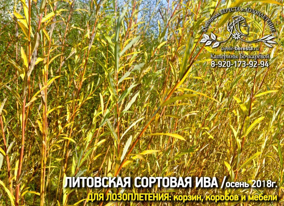 Русская Ива Живая беседка