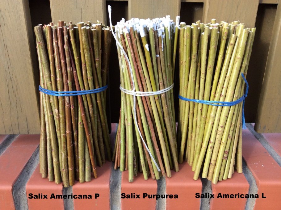 Ива американка гигантская