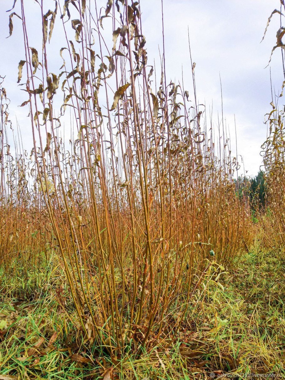 Ива американка гигантская