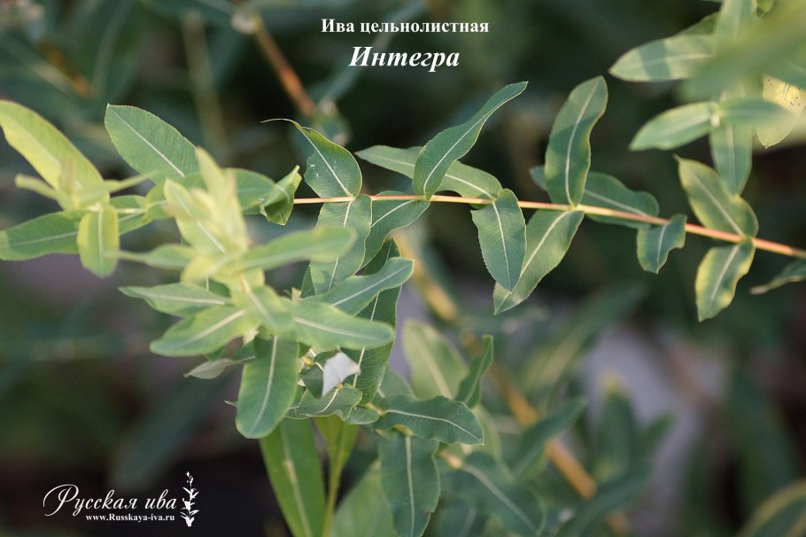 Дерен Элегантиссима ниваки