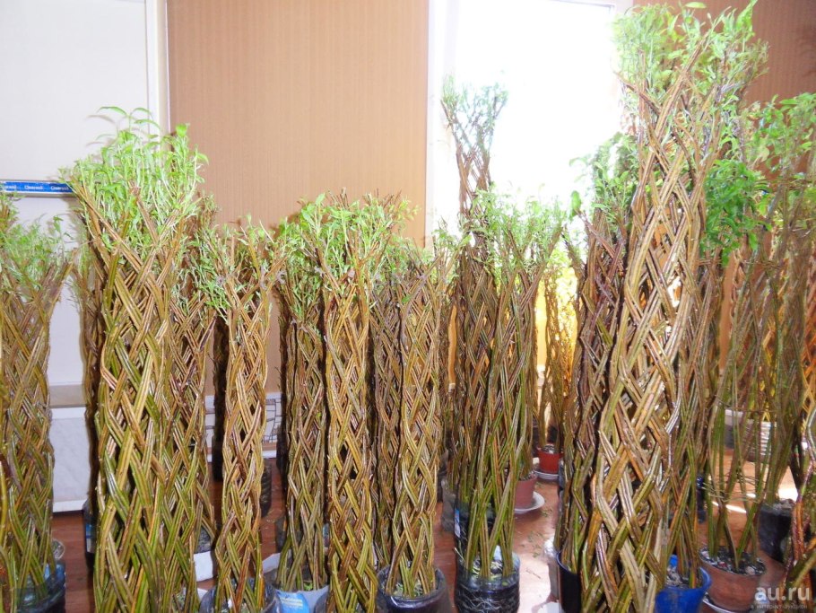 Ива американская Salix Americana