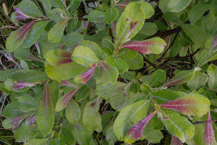Salix (ива) cinerea tricolor