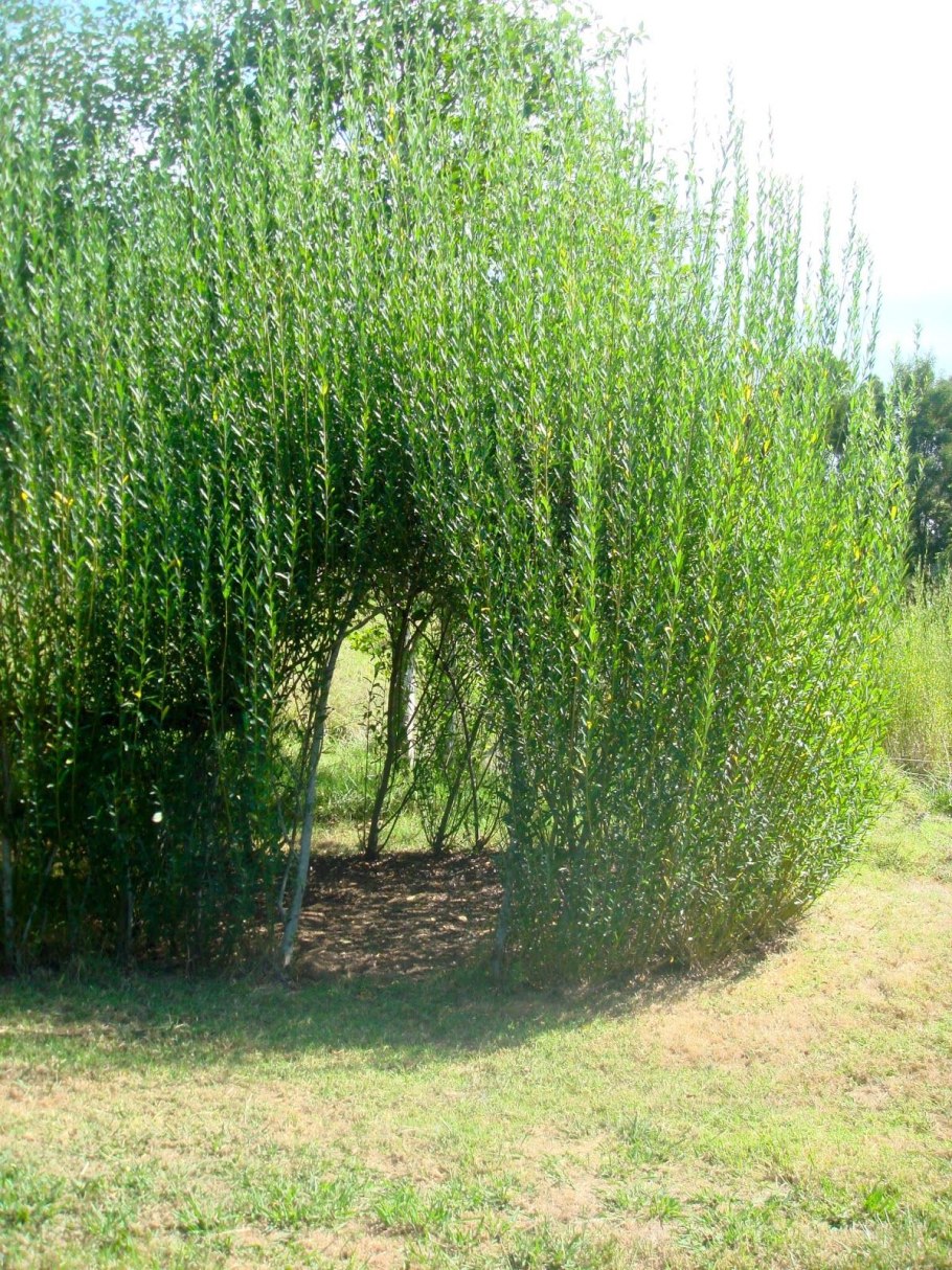 Ива остролистная плакучая