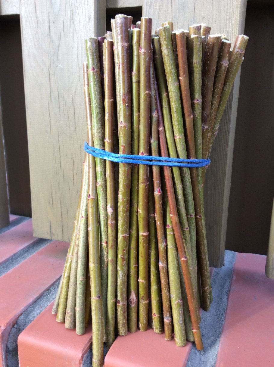 Ива прутовидная куст