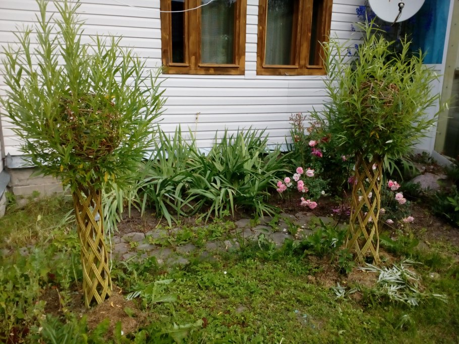 Ива американка прутовидная