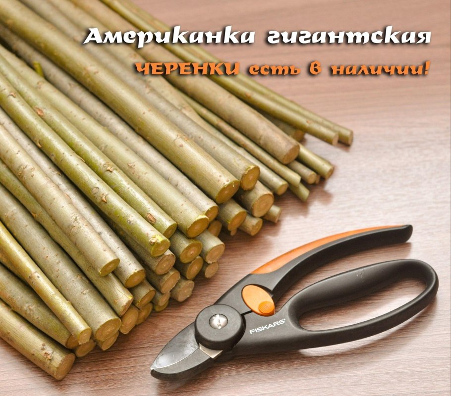 Ива сорт американка