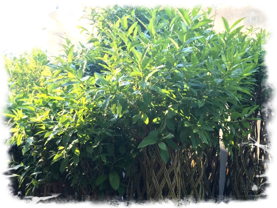 Сорт ивы американка гигантская