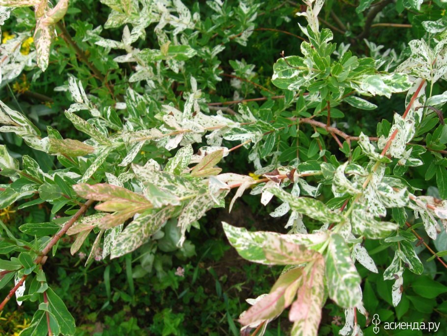 Могучая Ива Бижбулякский