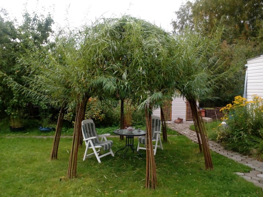 Ива плетеная датские корни