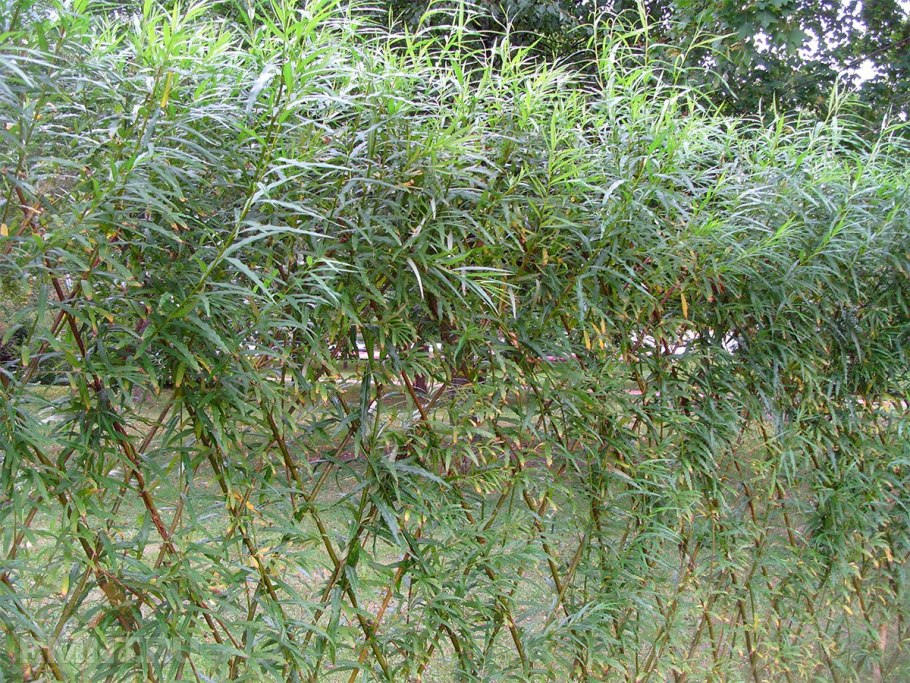 Ива Salix Americana