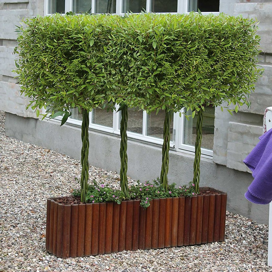 Ива плакучая плетение