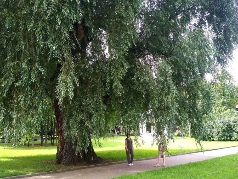 Ива американская гигантская