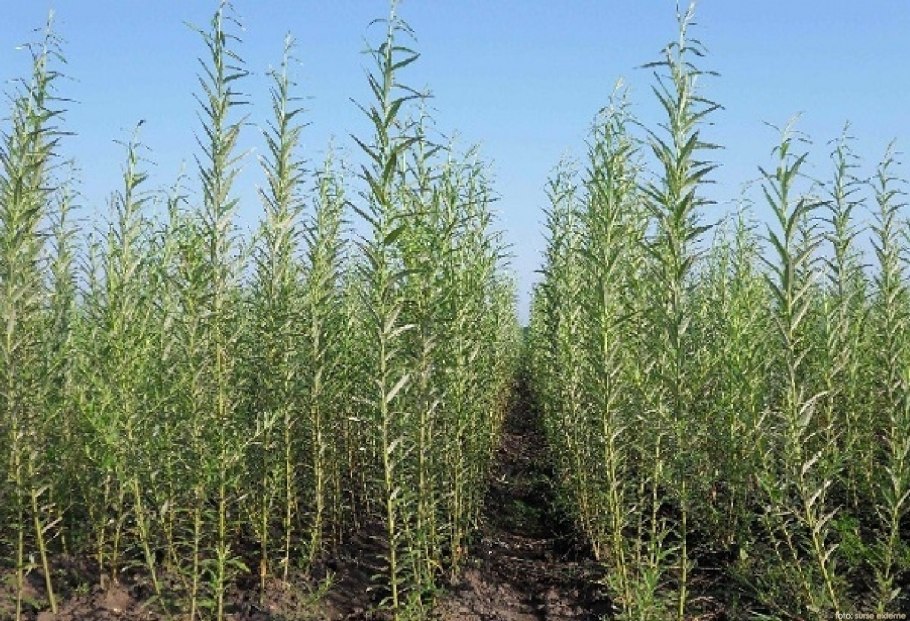 Ива Шверина в живой изгороди