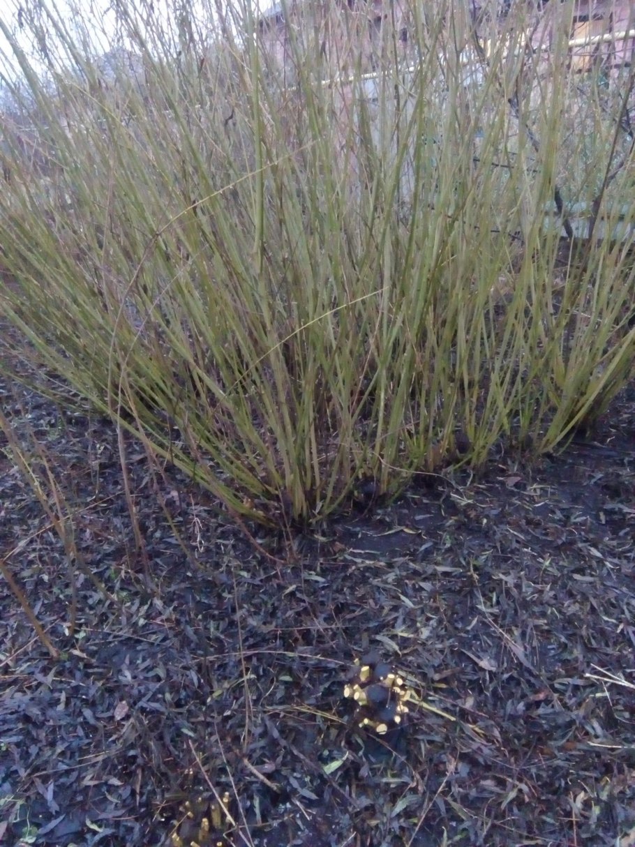 Ива американка гигантская